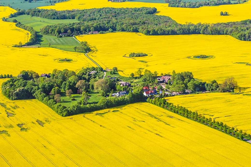 Klein-Kubbelkow in blühenden Rapsfeldern