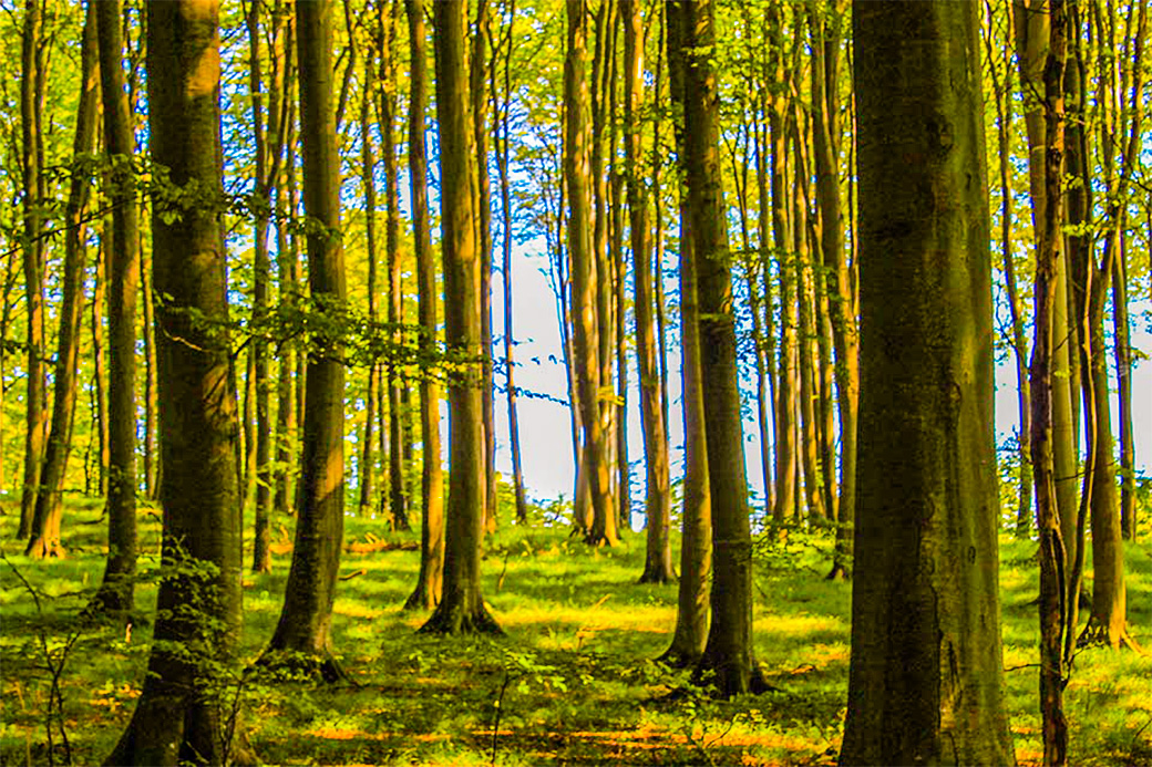UNESCO Weltnaturerbe-Liste Alte Buchenwälder